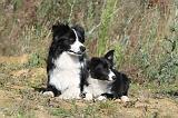 BORDER COLLIE 262